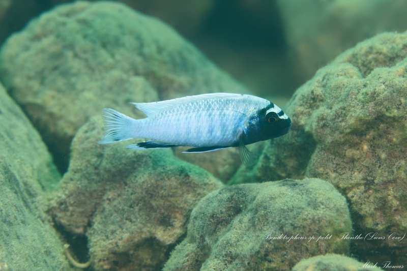 Pseudotropheus sp. 'polit' Lion's Cove